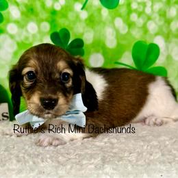 Boy two - Brindle male Dachshund puppy in Lakeland, Florida from Ruthie’s Rich Mini Dachshunds