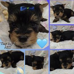 Boy 2 - Black and tan male Yorkshire Terrier puppy in Gatesville, Texas from Schultz Yorkies byGrace