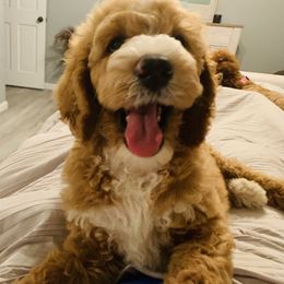 Goldendoodle and Poodle Puppies from Cottrell’s Poodles & Doodles