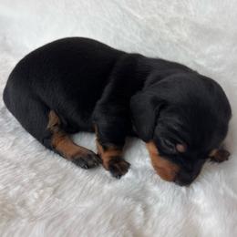 Leo - Black and tan male Dachshund puppy in Humphreys, Missouri from Foster’s Dachshunds