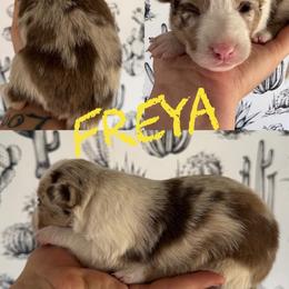 Freya - Red merle female Border Collie puppy in Sanger, California from Flying M Cactus Ranch Buddies