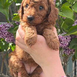 Bonnie - Red  female Poodle puppy in Caldwell, Idaho from Treasure Valley Poodles