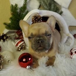 Boy 1 - Fawn French Bulldog puppy in San Francisco, California from Bossalini French Bulldogs