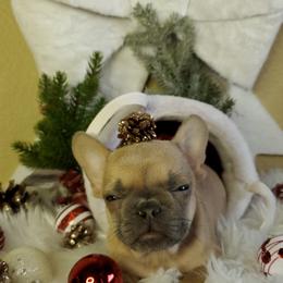 Boy 1 - Fawn French Bulldog puppy in San Francisco, California from Bossalini French Bulldogs