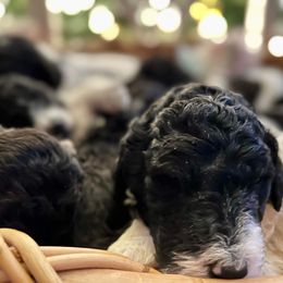 Goldendoodle and Poodle Puppies from Elizabeth Rocha's Doodles