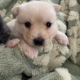 Raven - Red and white female Pomsky puppy in Mannington Township, New Jersey from Little Husky Hutt