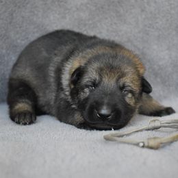 Grey - Sable female German Shepherd puppy in Cherryville, North Carolina from Masky Kennel
