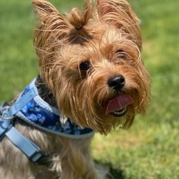 Harlie - Yorkshire Terrier
