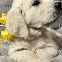 Golden Retriever Puppies from Southern Utah Goldens