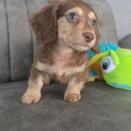 Prince Charming - Fawn (isabella) and cream male Dachshund puppy in Las Piedras from New Empire Kennels