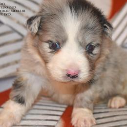 Frost - Blue merle male Miniature Australian Shepherd puppy in Patterson, North Carolina from DreamLine Aussies