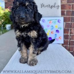 Murphy - Phantom male Bernedoodle puppy in Owasso, Oklahoma from Kallams Bernedoodles & Bernese Mountain Dogs