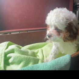 Cloud - White female Cavapoo puppy in Maple Grove, Minnesota from Honey Bit Kennels