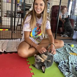 Australian Cattle Dog Puppies from Tin Roof Australian Cattle Dogs