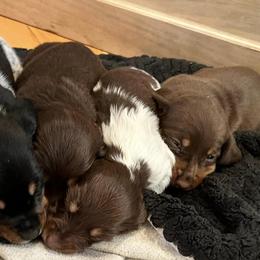 Dachshunds from Murry’s minis