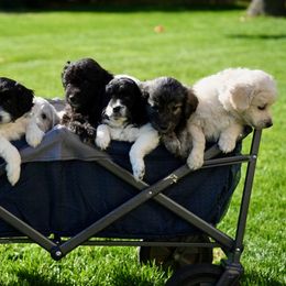 Goldendoodle and Poodle Puppies from Serenity Doodles