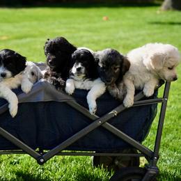 Goldendoodle and Poodle Puppies from Serenity Doodles