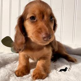 Chocolate and Tan - Chocolate and tan male Dachshund puppy in Nampa, Idaho from Long_and_Low_Dachshunds