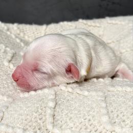 Yellow - Chalk male Australian Labradoodle puppy in Auburn, Washington from West Valley Labradoodles
