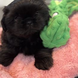 Cavapoo and Shihpoo Puppies from Haus of Doodles