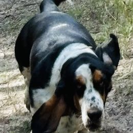 Mya - Basset Hound