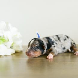 Boy 5 - male Australian Mountain Doodle puppy in Spanish Fork, Utah from K Brand Doodles