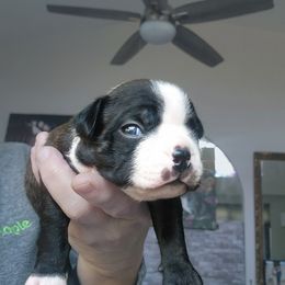 Oscar - Brindle male Companion Cross puppy in Fort Myers, Florida from Legends Frenchton's, French Bulldogs ,Boston Terriers, Reindeer chihuahuas & French Bullhuahua's