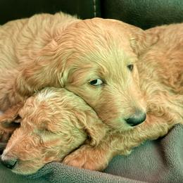 April - orange collar - Red  female Goldendoodle puppy in Puyallup, Washington from Dawnie’s Doodles