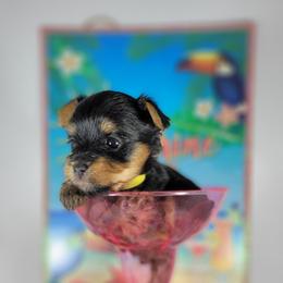 Yellow collar girl - Black and tan female Yorkshire Terrier puppy in Jacksonville, Florida from Yorkieology
