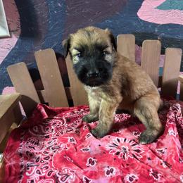 Male spot4 - Wheaten male Soft Coated Wheaten Terrier puppy in Gladewater, Texas from Felicias Swheaties