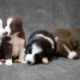 Border Collies from Livewire Border Collies