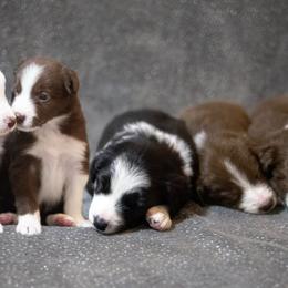 Border Collies from Livewire Border Collies