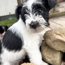 Girl 5 - Parti female Miniature Schnauzer puppy in Dunlap, Tennessee from Beards of Glory