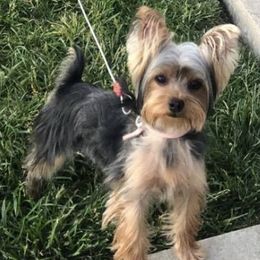 Yorkshire Terriers from Keonia's Yorkshire Terriers
