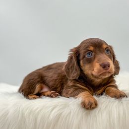 Bailey - Chocolate and tan male Dachshund puppy in Litchfield, Illinois from Charmm Dachshunds