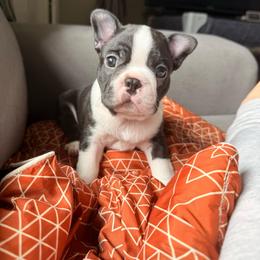 Summit - Black and white male Boston Terrier puppy in Edgewater, Florida from Homegrown Frenchtons