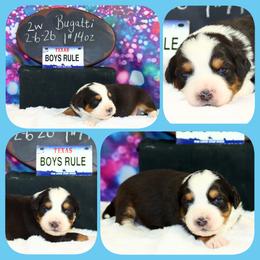 Bugatti - Black tri male Toy Australian Shepherd puppy in Levelland, Texas from Once Upon a Time Aussies