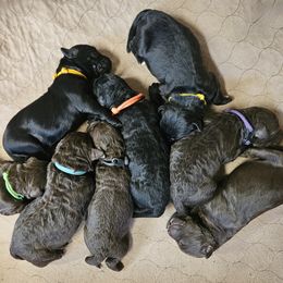 Double Doodle puppies from Bert's Doodles