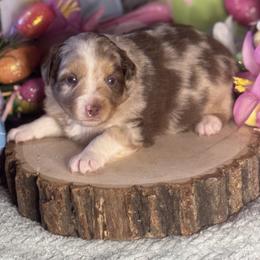 Flo - Red merle female Miniature Australian Shepherd puppy in California from Eagle River Aussies