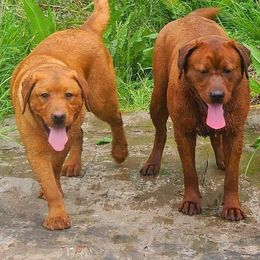 Labrador Retriever puppies from Whiteduck Mountain Kennel AKC Australian Cattle Dogs and AKC Fox Red Labrador Retrievers
