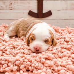 Summer - Red female Bernedoodle puppy in Hudson, Indiana from TurkeyCreek-K9