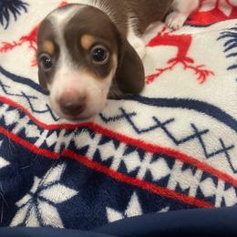 Wheat - Piebald male Dachshund puppy in Gainesville, Georgia from Emory Farms