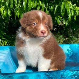 Boulder- Red tri male 2 - Red tri-color male Australian Shepherd puppy in Castle Rock, Washington from Zoolo Kennels