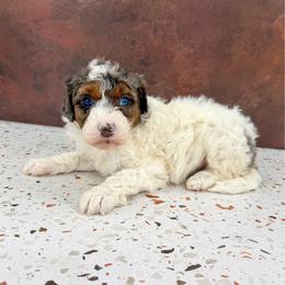 Bluey - Tri-color female Bernedoodle puppy in Beresford, South Dakota from DAKOTA DOOD RANCH