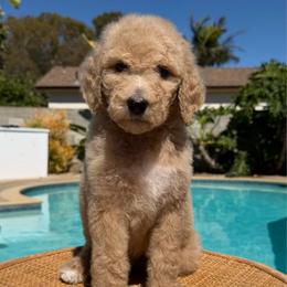 Boy 4 (light blue collar) - Cream male Goldendoodle puppy in San Diego, California from Southside Doodles