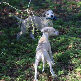 Whippet Puppies from Wise Heart Whippets