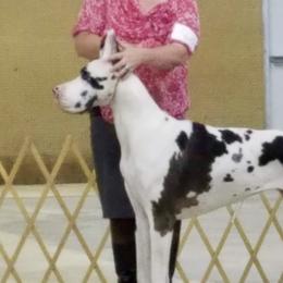 Great Danes from TW Great Danes