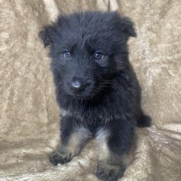 Romeo - Black and tan male German Shepherd puppy in Mc Minnville, Tennessee from Hobbs Family Shepherds