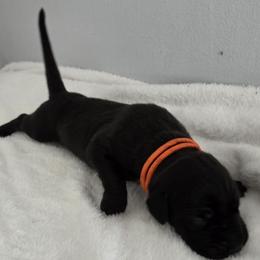Black girl. Orange collar - Black female Great Dane puppy in Hickman, Kentucky from Tidal Wave Danes