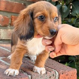 Lola - Dapple female Dachshund puppy in Moreno Valley, California from rdachshunds